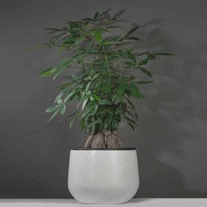 Chậu composite vĩnh lộc 2