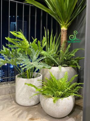 Chậu tròn trứng thấp