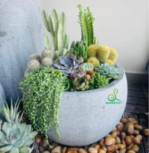 Chậu tròn trứng thấp