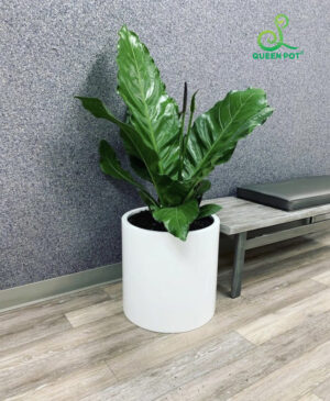 Chậu composite có trọng lượng nhẹ