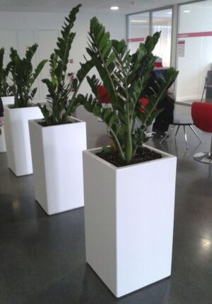 chau-cay-composite-Grassy2