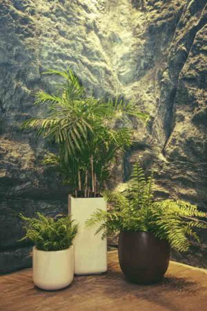 chậu composite decor 3 chậu