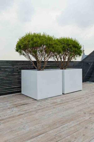 chậu cây cảnh bằng nhựa composite trắng