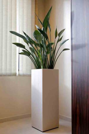 Chậu composite trụ vuông màu trắng