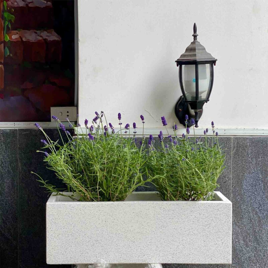 Chậu cây xi măng nhẹ chữ nhật xám đá đen