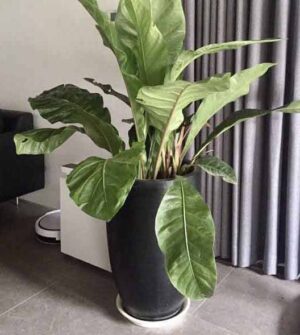 Chậu xi măng nhẹ đầu đạn màu đen