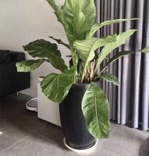 Chậu xi măng nhẹ đầu đạn 9