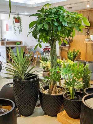 chậu quả trám màu đen