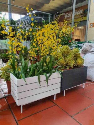 Chậu composite kẻ chỉ màu trắng chỉ đen