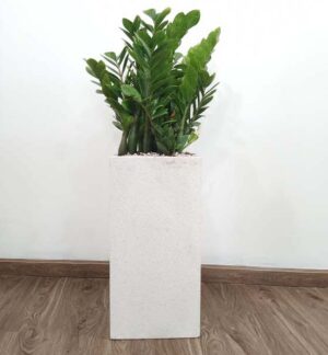 Chậu xi măng nhẹ trụ vuông màu trắng