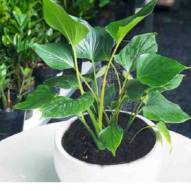 Cây thanh tâm cho văn phòng