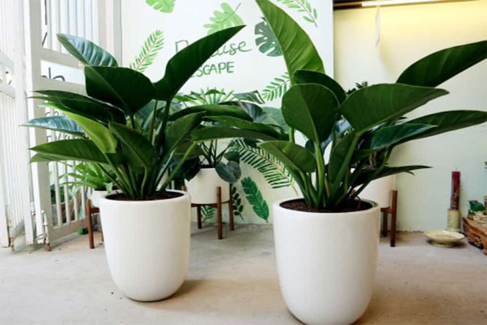 Chậu cây đại đế vương văn phòng 