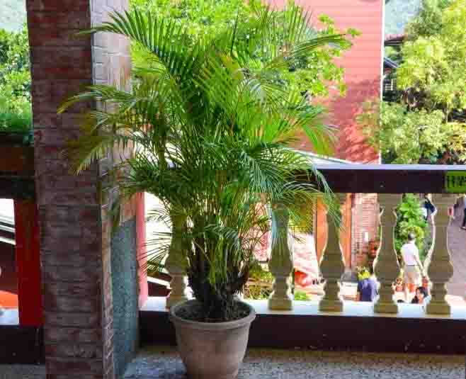 Chậu cây dừa cảnh