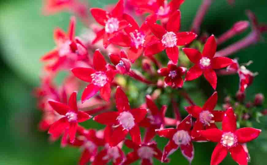 Chậu hoa diễm châu