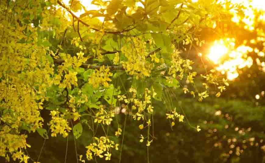 chậu cây hoàng yến