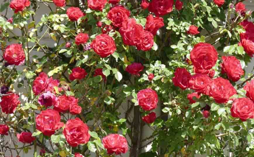 Chậu hoa hồng leo