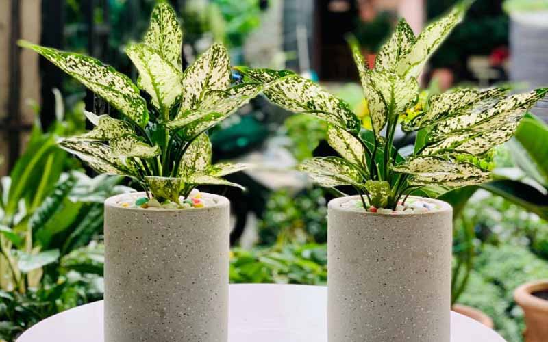 Trang trí văn phòng cây ngọc ngân