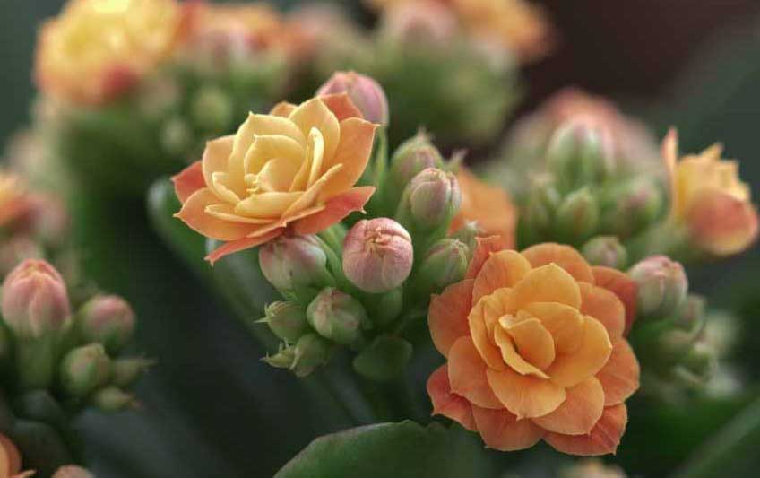 Chậu cây sống đời