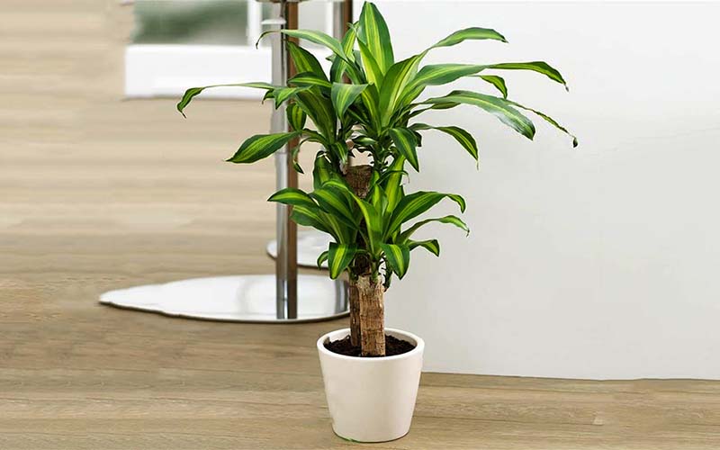 Chậu cây thiết mộc lan văn phòng