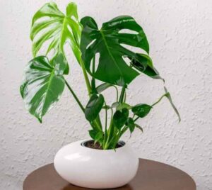 Chậu cây trầu bà nam mỹ