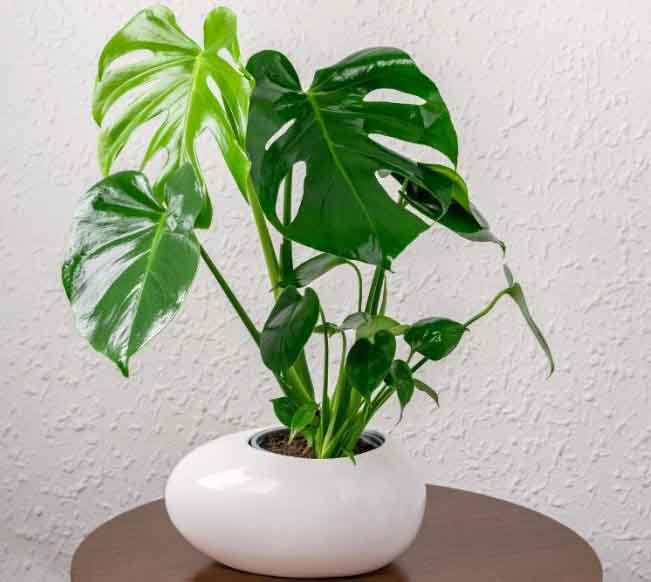 Chậu cây trầu bà nam mỹ