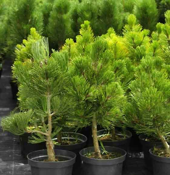 chậy Cây tuyết tùng