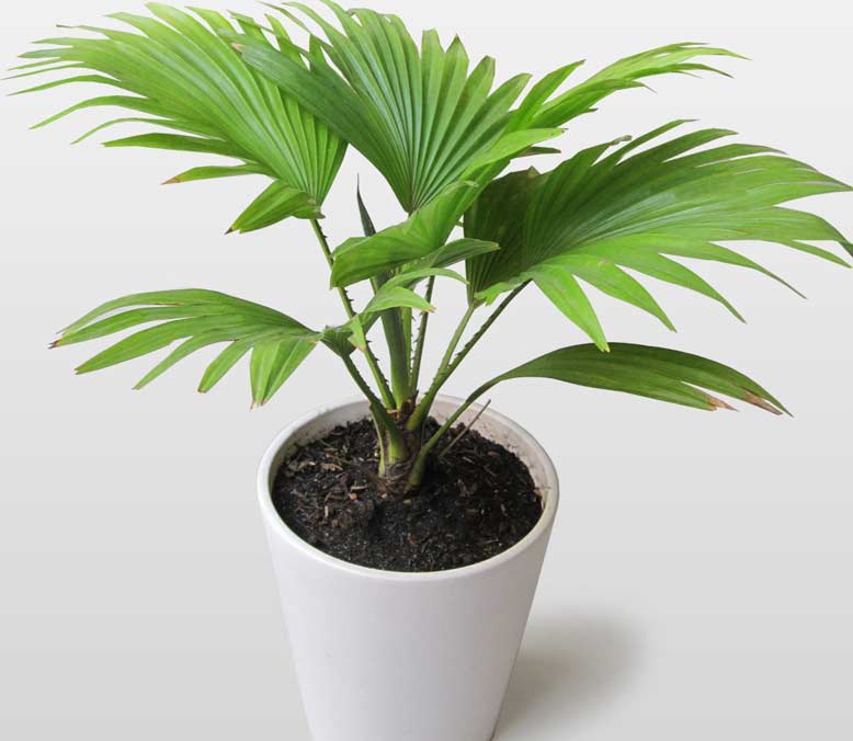 Chậu cây cọ cảnh