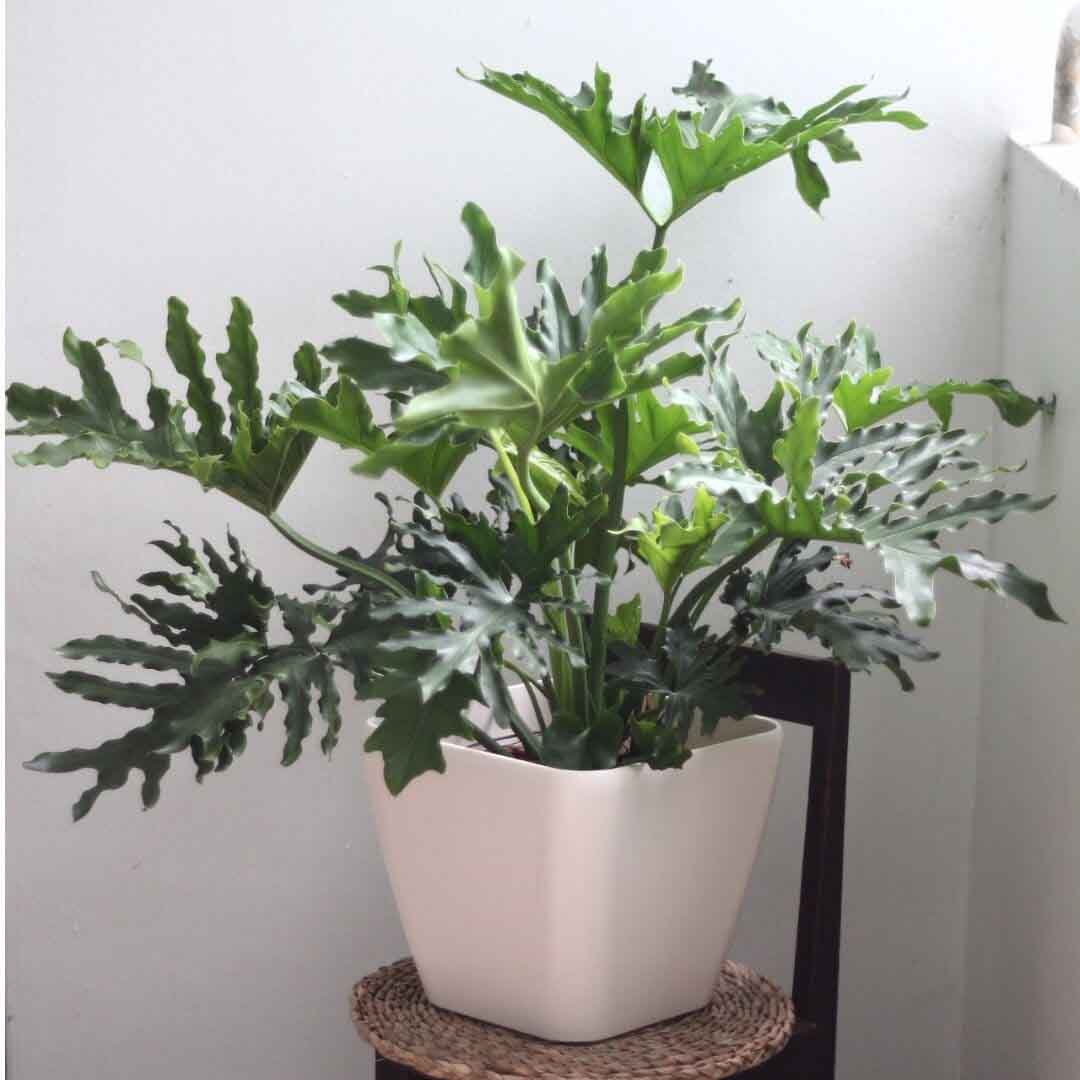 Chậu cây trầu bà tay phật