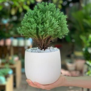 Chậu cây tùng bồng lai cho Văn phòng