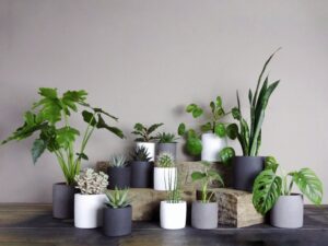 Trang trí nội thất từ các chậu cây xi măng nhẹ trụ tròn