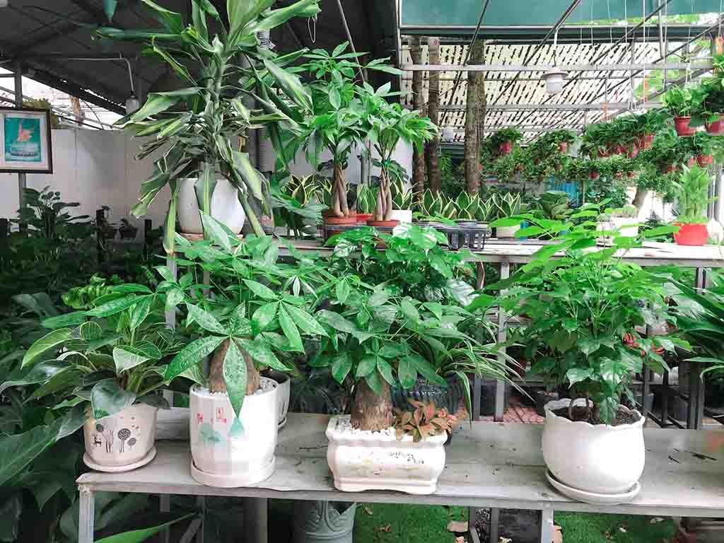 Cây cảnh phong thuỷ-Kim Ngân
