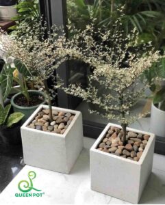 chau xi mang nhe da mai