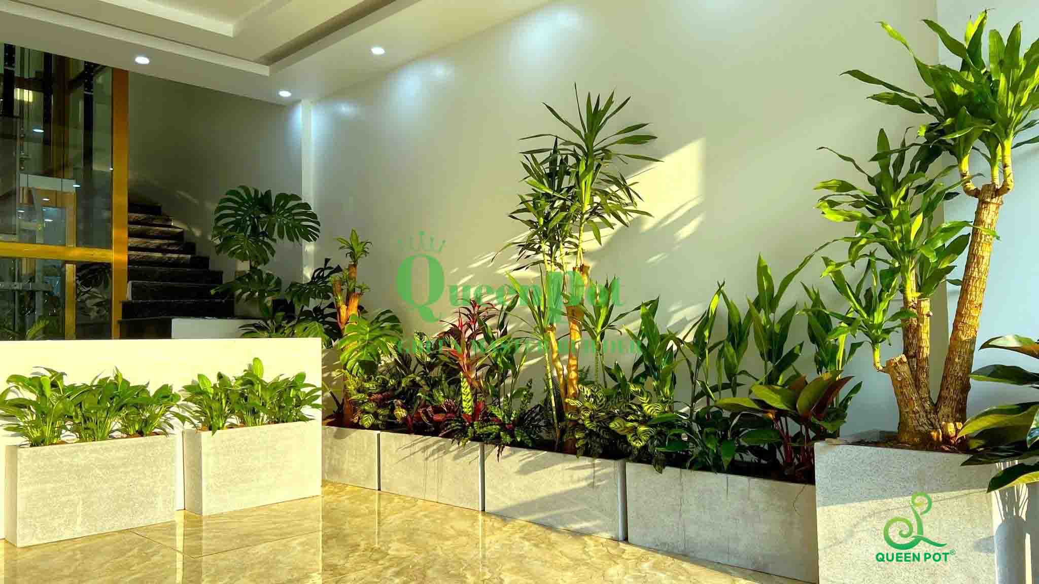 chau xi mang nhe da mai