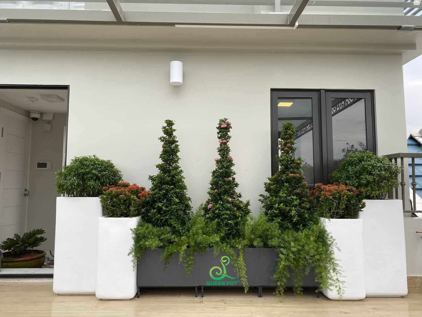 chau xi mang nhe da mai