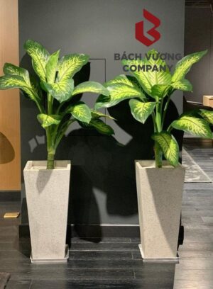 Mua tại Bách Vượng