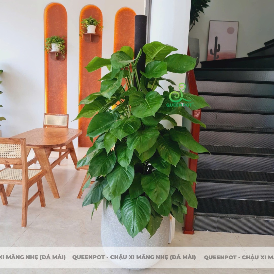 Chậu xi măng nhẹ tròn bo đáy Chậu xi măng nhẹ tròn bo đáy